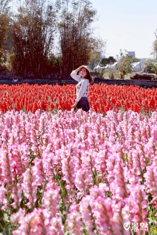 （圖／a_tsai324）