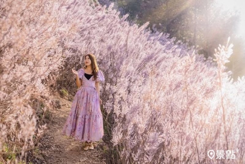 8000坪麝香木花海粉紅山丘年度必訪！開園日期門票交通情報搶先看