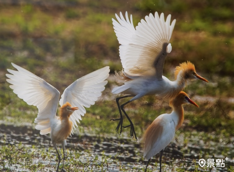 圖 / 柳營尖山埤渡假村，以下同