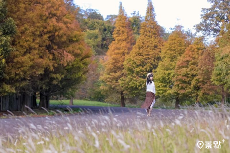 浪漫落羽松大道Ｘ白茅草原美拍秘境！10大取景範本必拍亮點推薦