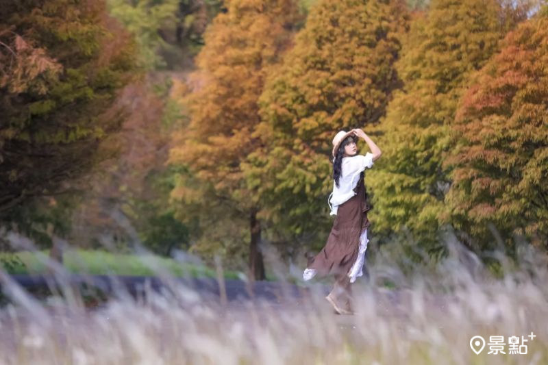 於2025年12月6日拍攝的竹東文林路落羽松（落羽松顏色經微調後製）。（圖／aday0530，以下同）