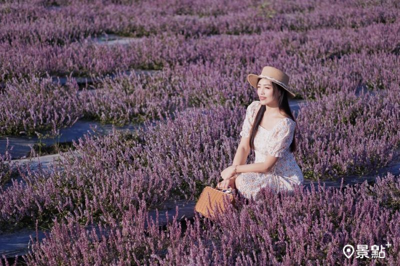 芬園鄉仙草花海景色絕美，吸引花迷前往拍照打卡。（圖／evonne.eat）