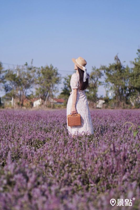 於2025年12月7日拍攝的芬園鄉仙草花海。（圖／evonne.eat，以下同）