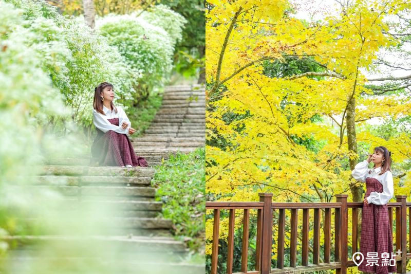 白雪木花海步道Ｘ近距離黃金楓美拍！冬季限定雙色大景10大範本推薦