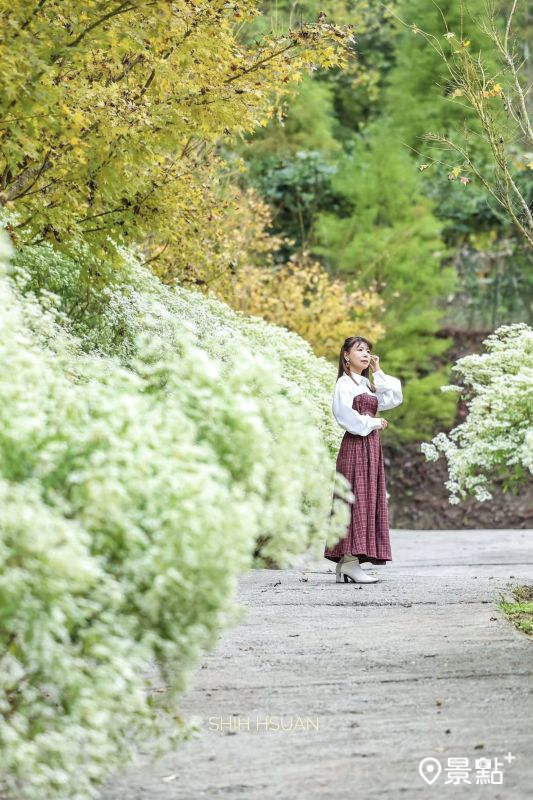 於2025年12月3日拍攝的「桃李河畔」白雪木同框黃金楓美景。（圖／shih_hsuan6260）