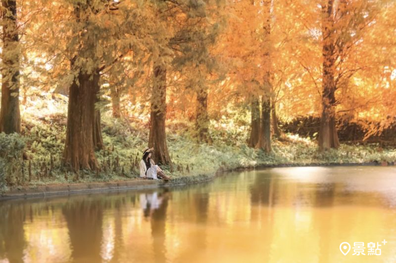 金棕落羽松同框鏡面倒影場景絕美，吸引網友前往取景。（圖／aday0530）