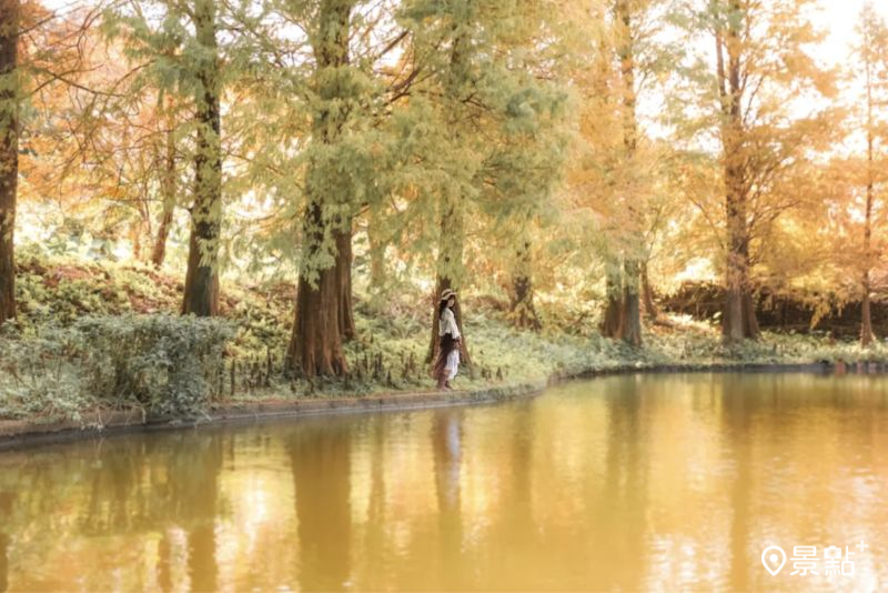 於2025年12月6日拍攝的鹿寮坑濕地農場落羽松（本篇部分圖片顏色經微調後製）。（圖／aday0530，以下同）