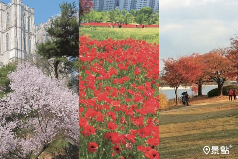 從春櫻、波絲菊到秋楓！首爾最美8大賞花地圖景點推薦