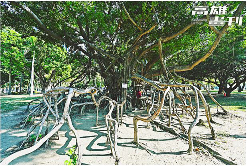 近百年老榕樹造型奇特，因朴寶劍拍照打卡意外爆紅。(攝影/Carter)